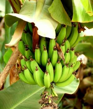 Bananas on the tree.